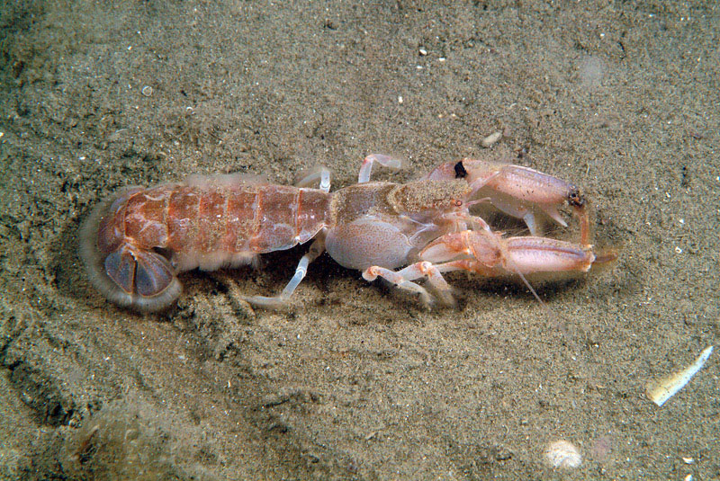 Upogebia tipica